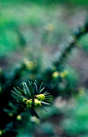 Taxus baccata (English yew)