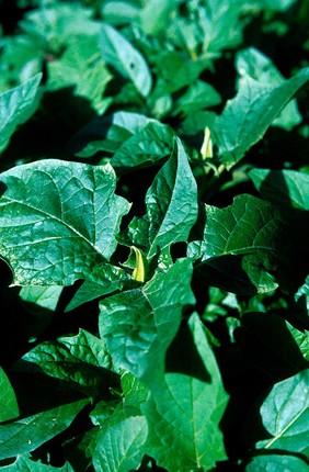 Datura stramonium (Thornapple) Also called Jimsonweed