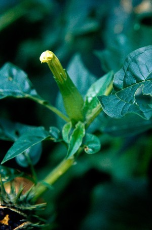 view Datura stramonium (Thornapple). Also called Jimsonweed