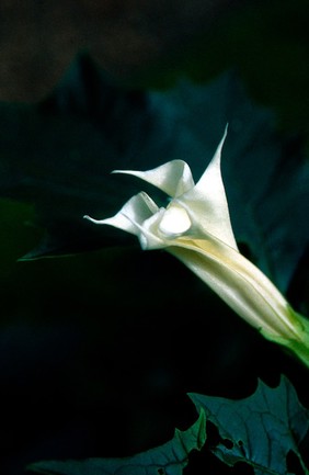 Datura stramonium (Thornapple). Also called Jimsonweed