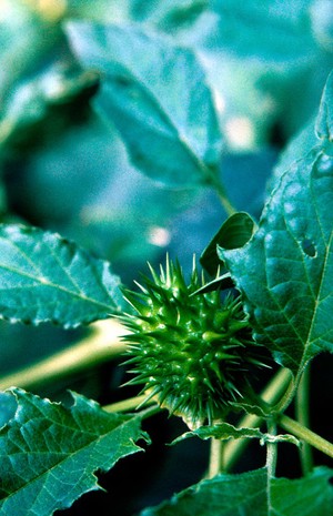 view Datura stramonium (Thornapple). Also called Jimsonweed