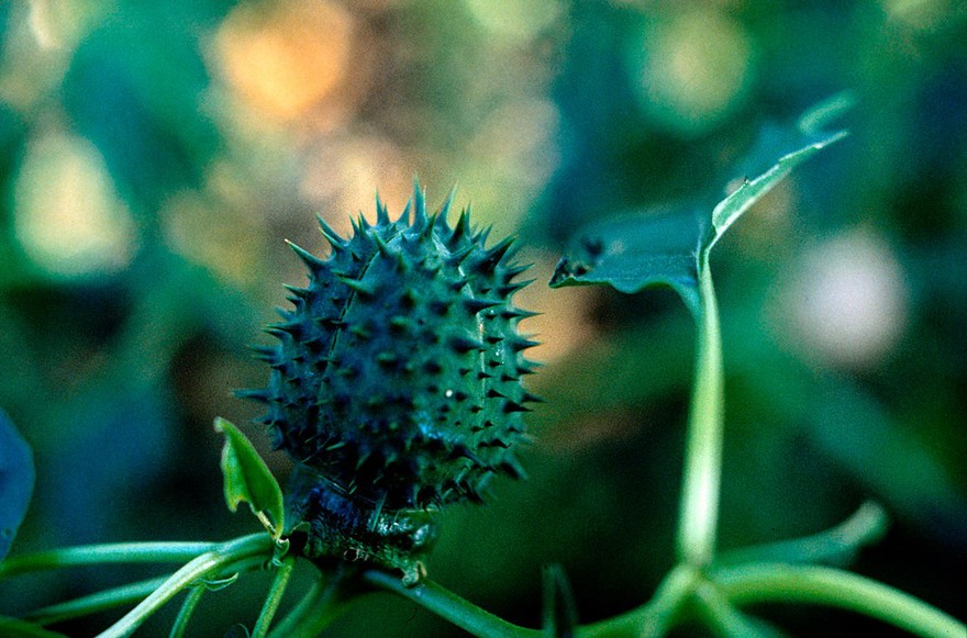 Datura stramonium (Thornapple). Also called Jimsonweed