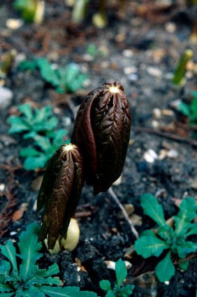 Podophyllum peltatum (American mandrake). Also known as 'May apple'.