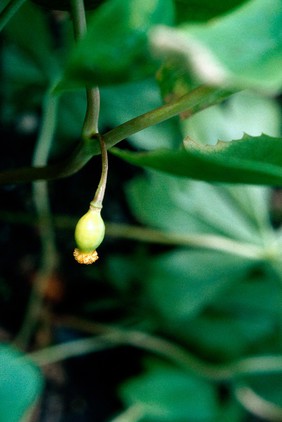 Podophyllum peltatum (American mandrake). Also known as 'May apple'.