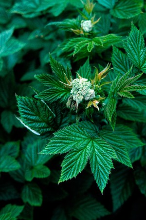 view Filipendula ulmaria (Meadowsweet).