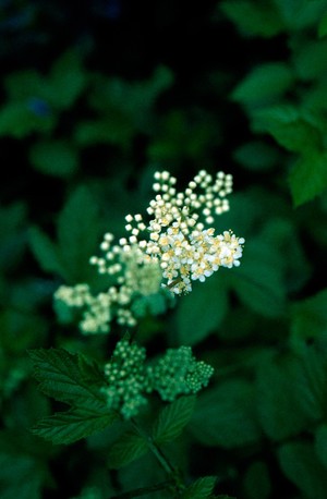 view Filipendula Ulmaria, Meadowsweet