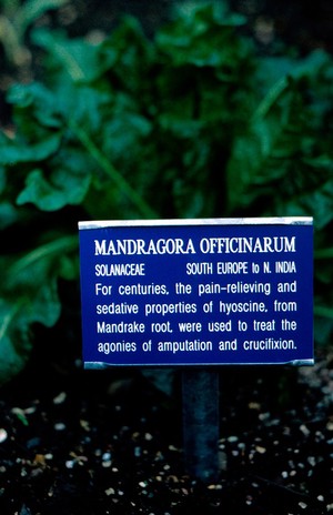 view Mandragora officinarum (Mandrake)