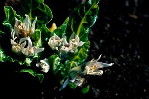 view Mandragora officinarum (Mandrake)