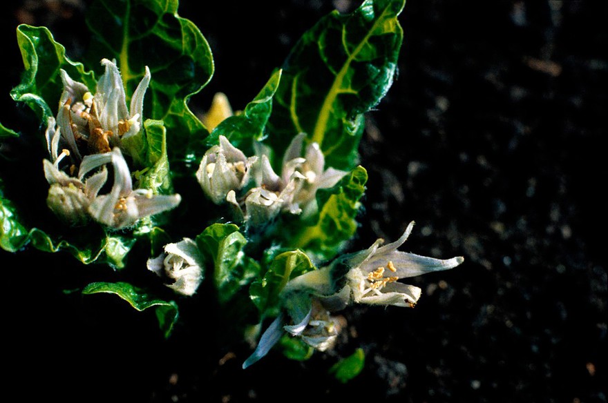 Mandragora officinarum (Mandrake)