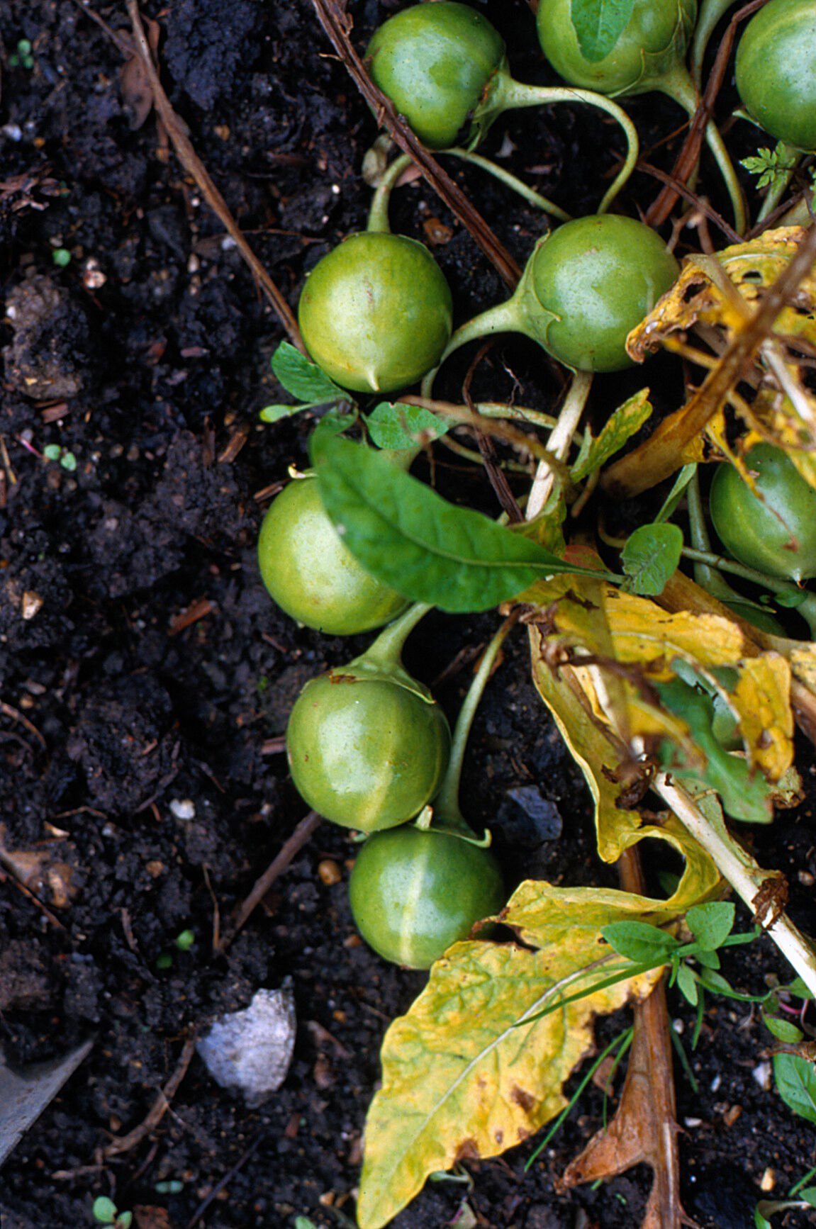 Mandragora Officinarum Mandrake Wellcome Collection