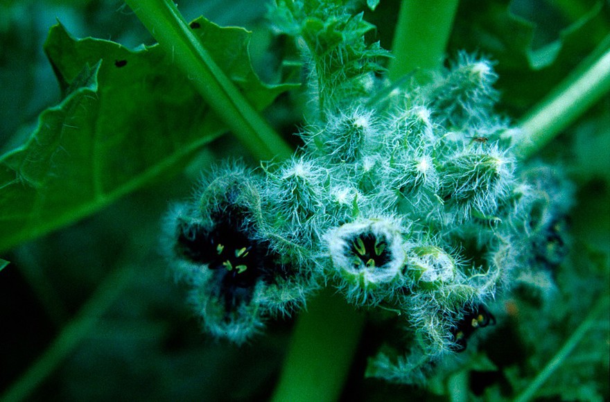 Hyoscyamus niger (Henbane)