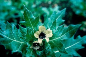 view Hyoscyamus niger (Henbane)