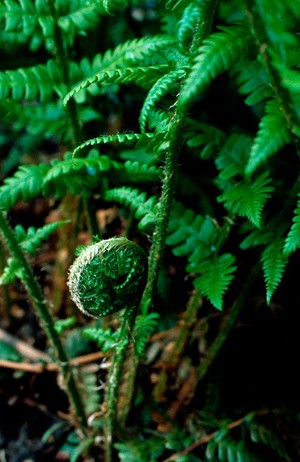 view Dryopteris filix-mas (Male fern)