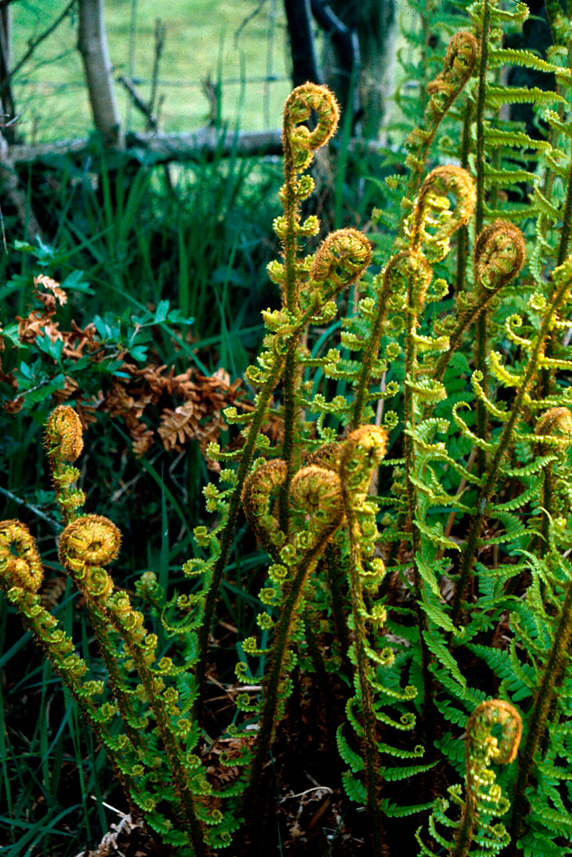 dryopteris filix mas male fern