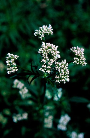 view Valeriana Officinalis, Common Valerian