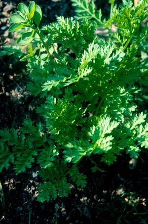 view Artemisia annua (Sweet wormwood)