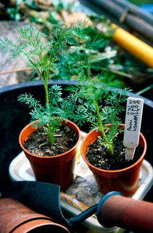 view Artemisia annua (Sweet wormwood)