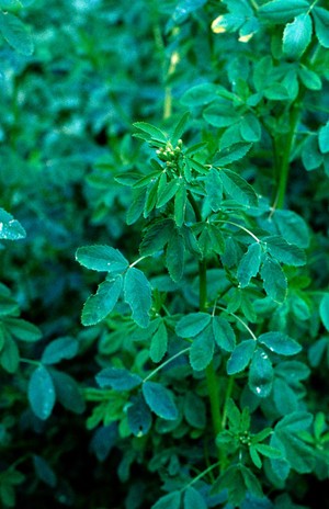 view Melilotus officinalis (Common melilot). Also known as Sweet clover