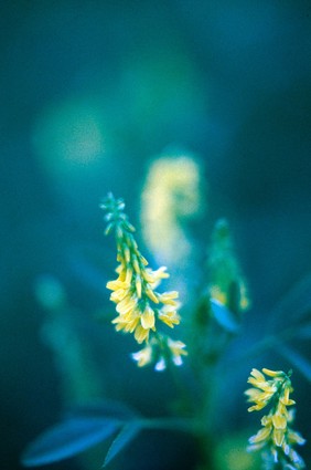 Melilotus officinalis (Common melilot). Also known as Sweet clover