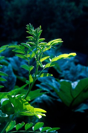 view Glycyrrhiza glabra (Liquorice or Licorice)