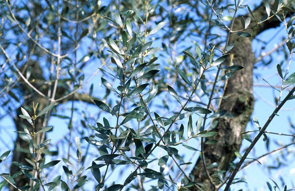 Olea Euroapaea (Olive)