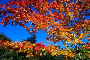 view Acer Saccharum (Sugar Maple)