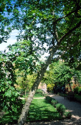 Zanthoxylum Americanum (Prickly Ash)