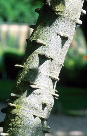 Zanthoxylum Americanum (Prickly Ash)