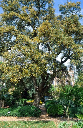 Quercus Suber (Cork Oak)