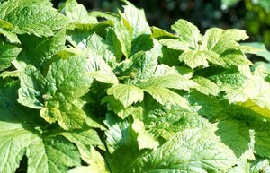 view Hydrastis canadensis (Goldenseal)