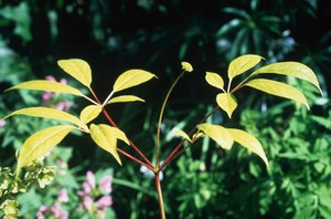 view Panax ginseng (Ginseng)