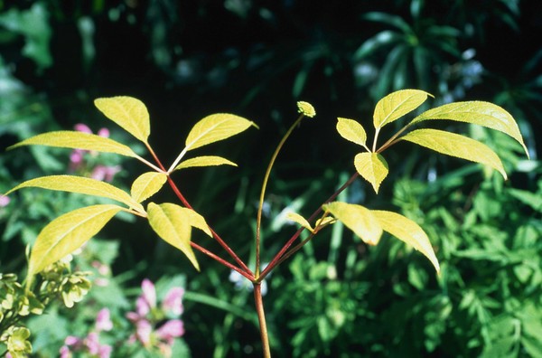 Panax ginseng (Ginseng)