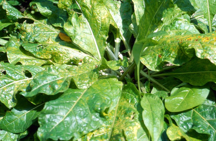 Mandragora officinarum (Mandrake)