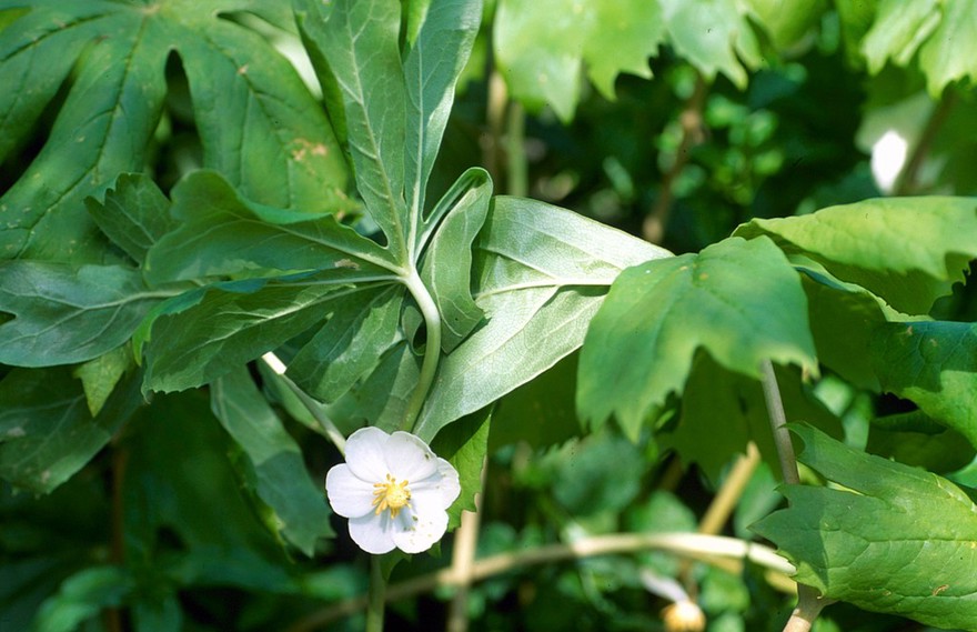 Podophyllum peltatum (American mandrake)