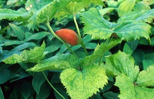 view Podophyllum hexandrum (Indian mandrake)