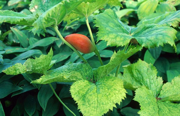 Podophyllum hexandrum (Indian mandrake)