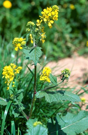 Sinapis Arvensis (Mustard)(Charlock)