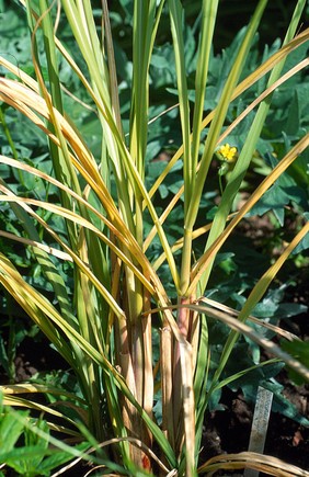 Saccharum officinarum (Sugar cane)