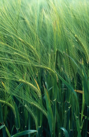 view Hordeum distichon (Barley)