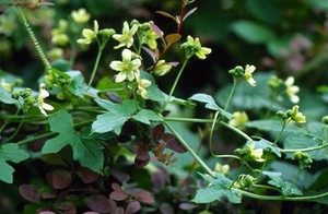 view Bryonia Dioica (White Bryony)