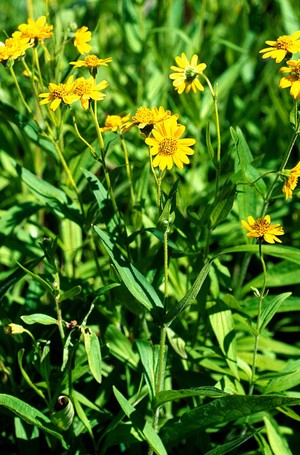 view Arnica Montana (Arnica)