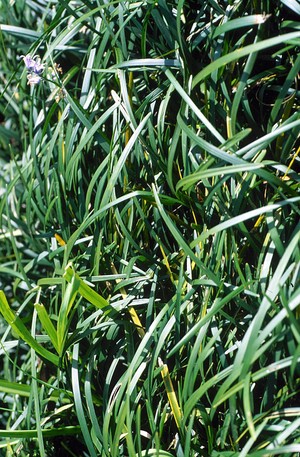 view Ophiopogon japonicus (Mondo grass).