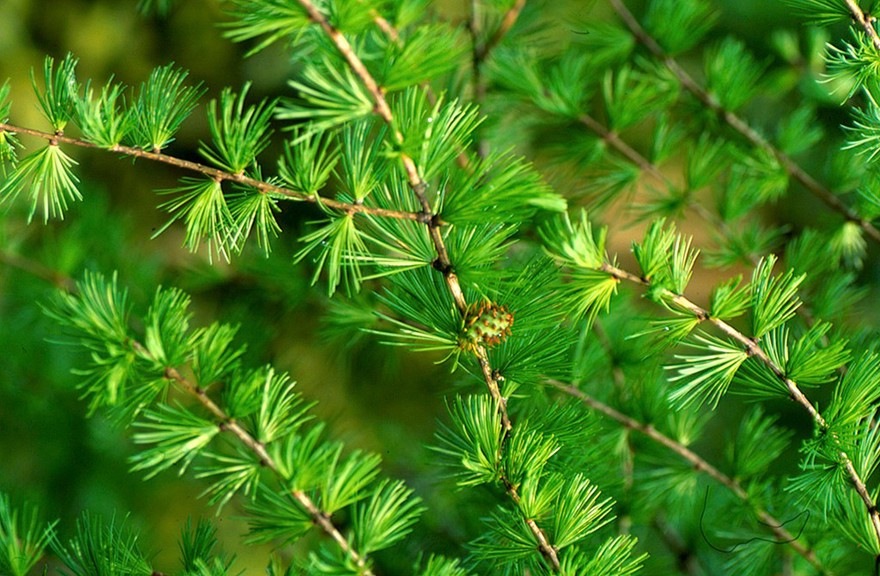 Larix decidua (European larch)