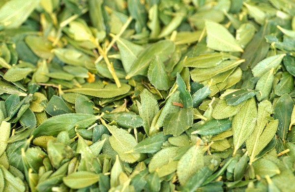 Agathosma Crenulata ("Buchu" Leaves)