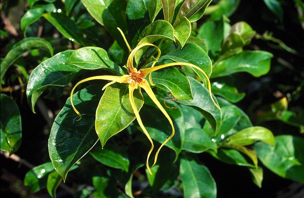 Strophanthus Divaraticus (Strophanthus)