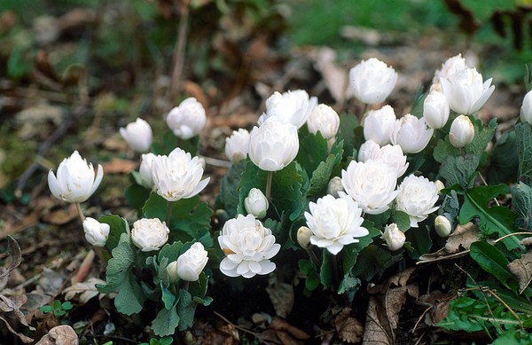 Sanguinaria Canadensis "Plena" (Blood Root)