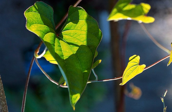 Diosocorea Opposita (Chinese Yam)