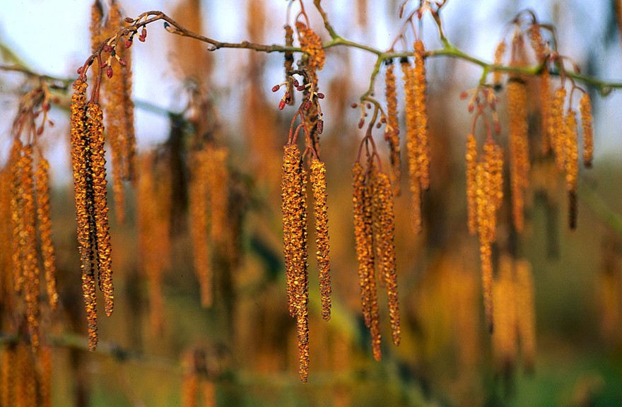 Alnus glutinosa (Common Alder)