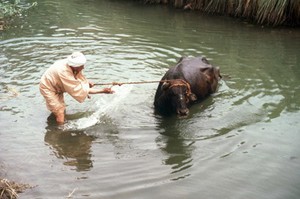 view Helwan, Egypt; washing a water buffalo