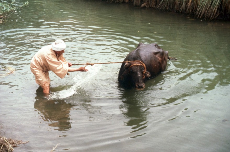 Helwan, Egypt; washing a water buffalo